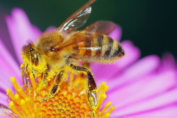 Blütenpollen
