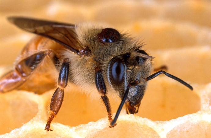 Varroa Destructor